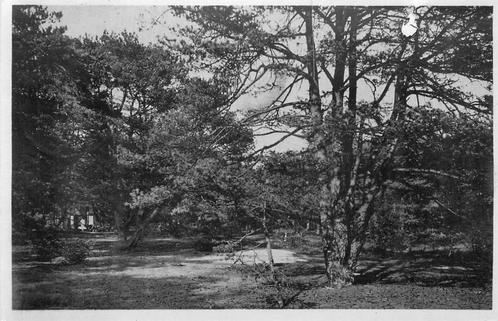 (388-399-033) Doorn Het Grote Bos, Verzamelen, Ansichtkaarten | Nederland, Utrecht, Verzenden