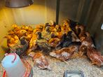 Kuikens te koop 4,5 week oud, Vrouwelijk, Kip