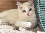 Ragdoll Blue Color (Heel lieve en schattige kittens), Dieren en Toebehoren, Katten en Kittens | Raskatten | Langhaar, Meerdere dieren