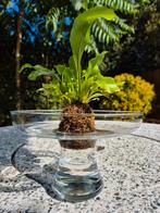 Nestvaren mosbol in glas, Groene kamerplant, Ophalen, Overige soorten, Minder dan 100 cm