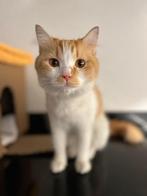 Mooie Nyaa zoekt huisje, Poes, Langharig, 3 tot 5 jaar