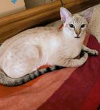 Siamese kitten, Dieren en Toebehoren, Katten en Kittens | Raskatten | Korthaar, Kater, Ontwormd, 0 tot 2 jaar
