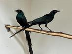 Langstaart glansspreeuw - lamprotornis caudatus, Meerdere dieren, Geringd