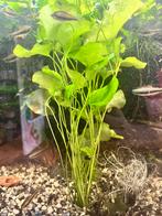 Aquariumplant Nymphoides Hydrophylla 'Taiwan', Ophalen, Plant(en), Steen of Hout