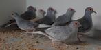 Diamant duiven te koop, Dieren en Toebehoren, Vogels | Overige Vogels, Meerdere dieren, Tropenvogel