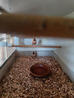 Te koop spitsstaartamadines, Dieren en Toebehoren, Vogels | Overige Vogels, Meerdere dieren, Tropenvogel