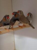 3-3 Kuif Zebravinken, Dieren en Toebehoren, Meerdere dieren, Tropenvogel