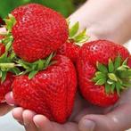 Aardbeien, aromatische sappige en vooral zoete soorten!, Tuin en Terras, Planten | Tuinplanten, Zomer, Vaste plant, Fruitplanten