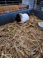 2 broertjes+ kooi, Dieren en Toebehoren, December, Mannelijk, Cavia