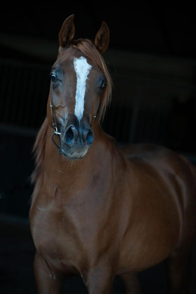 Super mooie Arabische Volbloed,  Arabier , Arabisch, Dieren en Toebehoren, Paarden en Pony's | Dekhengsten en Fokmerries, Hengst
