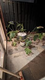 Monstera gratis, Ophalen of Verzenden