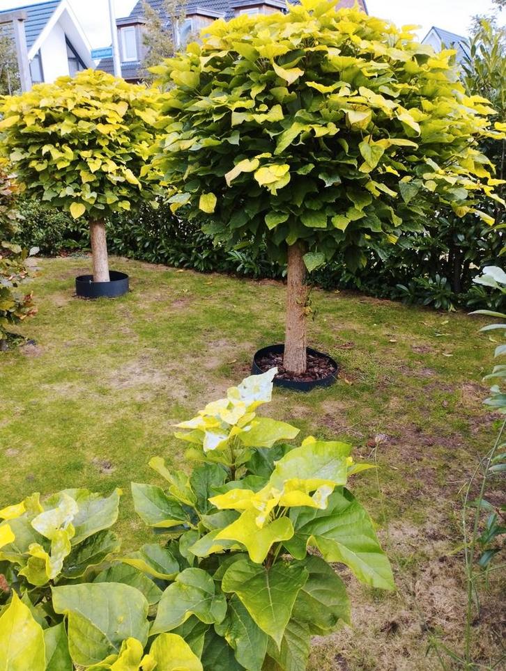 2 mooie bol catalapa's, Tuin en Terras, Planten | Bomen, Overige soorten, 100 tot 250 cm, Bloeit niet, Ophalen