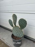 Opuntia Engelmanii - Prachtige winterharde Schijfcactus, Overige soorten, Volle zon, Vaste plant, Ophalen of Verzenden