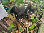 Fantastische Maine coon Kittens, Dieren en Toebehoren, Meerdere dieren, 0 tot 2 jaar