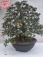 Azalea bonsai, Tuin en Terras, Ophalen, Bloeit niet, Halfschaduw, Overige soorten