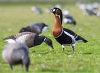 Roodhalsganzen, Meerdere dieren, Gans of Zwaan