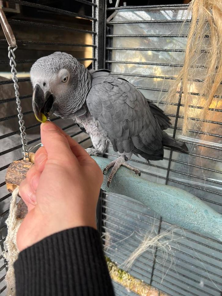 Grijze roodstaart met cites papier, Dieren en Toebehoren, Vogels | Parkieten en Papegaaien, Papegaai, Mannelijk, Tam