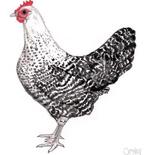 Brakel kriel kip gezocht, Vrouwelijk, Kip