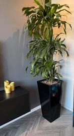 Kamerplant dracaena janet craig, Huis en Inrichting, Woonaccessoires | Zuilen en Pilaren, Ophalen of Verzenden, Zo goed als nieuw