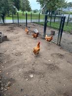 Legkippen van 2025!, Dieren en Toebehoren, Pluimvee, Vrouwelijk, Kip