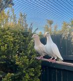 Koppel kleurpostduiven (wit/beige), Meerdere dieren, Postduif