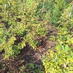 Fagus beuken in diverse maten, Bloeit niet, Overige soorten, 100 tot 250 cm, Ophalen