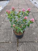 Escallonia pink elle, Volle zon, Vaste plant, Zomer, Ophalen