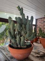 Trichocereus bridgesii 'Monstrosus     penis cactus, Huis en Inrichting, Kamerplanten, Ophalen of Verzenden, Cactus, Minder dan 100 cm