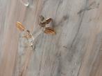 4x glazen messenleggers met goudkleurige bird en blaadjes, Antiek en Kunst, Antiek | Glas en Kristal, Ophalen of Verzenden