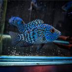 Herichthys Carpintis Rio Escondido, Vis, Zoetwatervis