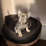 Prachtige lilac tan franse bulldog teefje, Particulier, 8 tot 15 weken, Buitenland, Teef