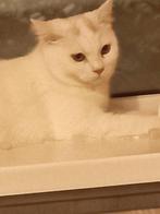 Witte poes, Dieren en Toebehoren, Poes, Ontwormd, 0 tot 2 jaar