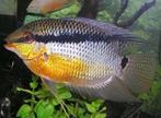 Mesonauta Festivus, Vlagcichlide 3-4 cm!!!, Dieren en Toebehoren, Vis, Zoetwatervis