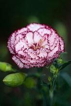 43/ zaad van Anjer Rood/Wit - Dianthus - tuinanjer, Tuin en Terras, Bloembollen en Zaden, Ophalen of Verzenden, Voorjaar, Volle zon