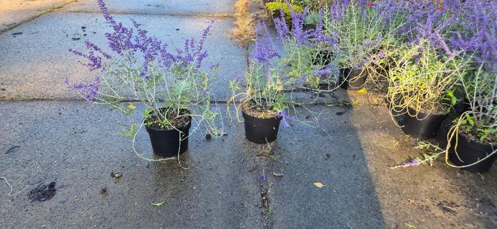 Perovskia | Russiche lavendel, Tuin en Terras, Planten | Tuinplanten, Vaste plant, Overige soorten, Volle zon, Zomer, Ophalen