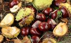 Gezocht: wilde kastanjes (gratis), Ophalen
