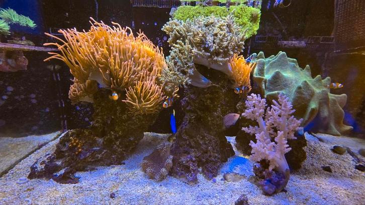 Inhoud Zeeaquarium, Dieren en Toebehoren, Vissen | Aquariumvissen, Overige typen