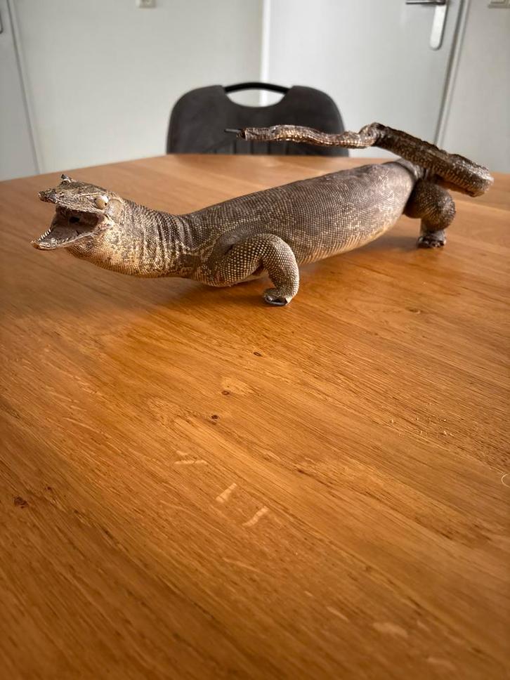 Opgezette Varanus Salvator /Asiatische water varaan, Verzamelen, Dierenverzamelingen, Gebruikt, Opgezet dier, Ophalen of Verzenden