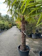 Palmenbomen /Trachycarpus fortunei, Tuin en Terras, Ophalen of Verzenden, Zomer, Volle zon, Palmboom