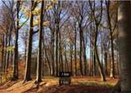 Bosgrond te koop gevraagd in West Brabant, Tuin en Terras, Planten | Bomen, Ophalen of Verzenden, Volle zon, Overige soorten