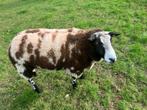 Ram te koop, Dieren en Toebehoren, Schapen, Geiten en Varkens, Mannelijk, Schaap, 0 tot 2 jaar