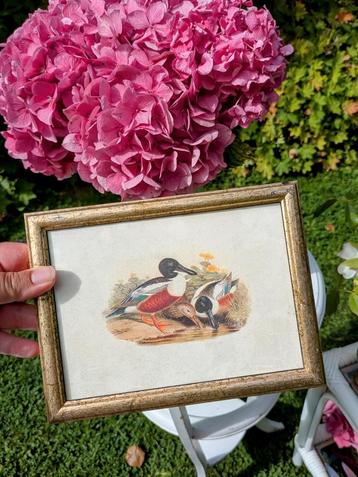 vintage Prent Eenden  beschikbaar voor biedingen