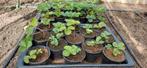 Jonge aardbeien plantjes in pot, Tuin en Terras, Volle zon, Vaste plant, Ophalen of Verzenden, Fruitplanten