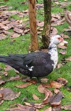 Vrpuwelijke barberie eend, heeft een mooie nest gehad, Dieren en Toebehoren, Pluimvee, Eend