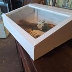 Toonbank Vitrinekast - 69x52x23/13 cm, Ophalen