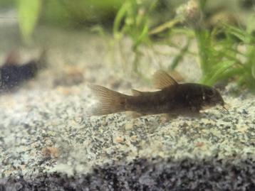 Corydora Black Venezuela  beschikbaar voor biedingen