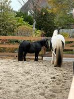 Gezocht: Rijbak gebruik tegen betaling, Toebehoren, 2 of 3 paarden of pony's