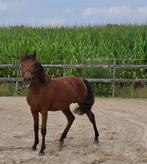 spring pony hengst 1 jr, Dieren en Toebehoren, Pony's, Springpony, 0 tot 2 jaar, Hengst, Gechipt