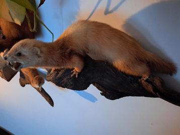 taxidermie taxidermy , opgezette " jonge nerts / bunzing "  beschikbaar voor biedingen