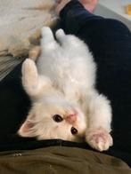 Heilige Birmaan kater kitten reeds gecastreerd., Kater, Gechipt, 0 tot 2 jaar